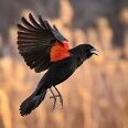 SkyBird
