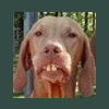 Murman
